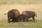 Bison Sparring print
